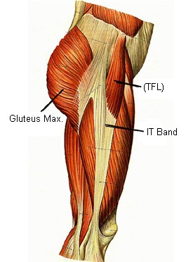 Fascia Over Gluteus