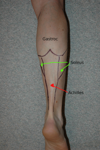 Achilles Tendon Anatomy
