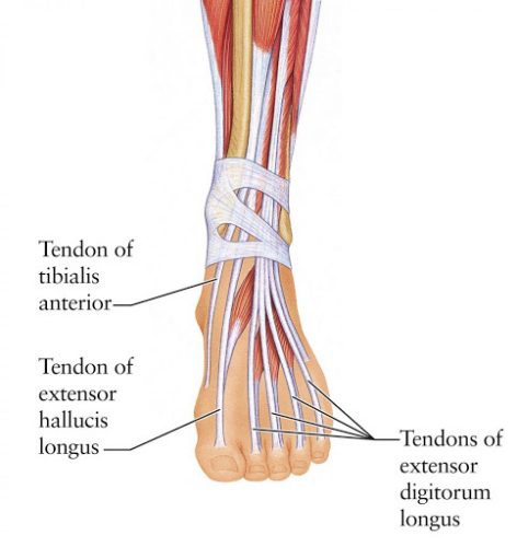 Running with Extensor Tendonitis