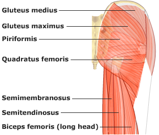 Gluteal Muscles Gluteal Muscles
