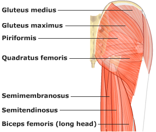 Do Tight Hip Flexors Correlate to Glute Weakness?