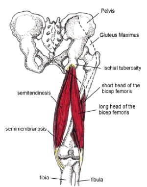 Glute ham tie in